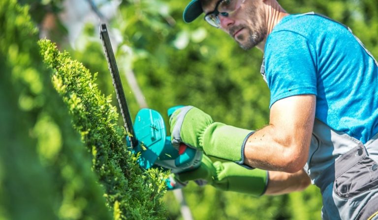 Pruning Trees and Shrubs