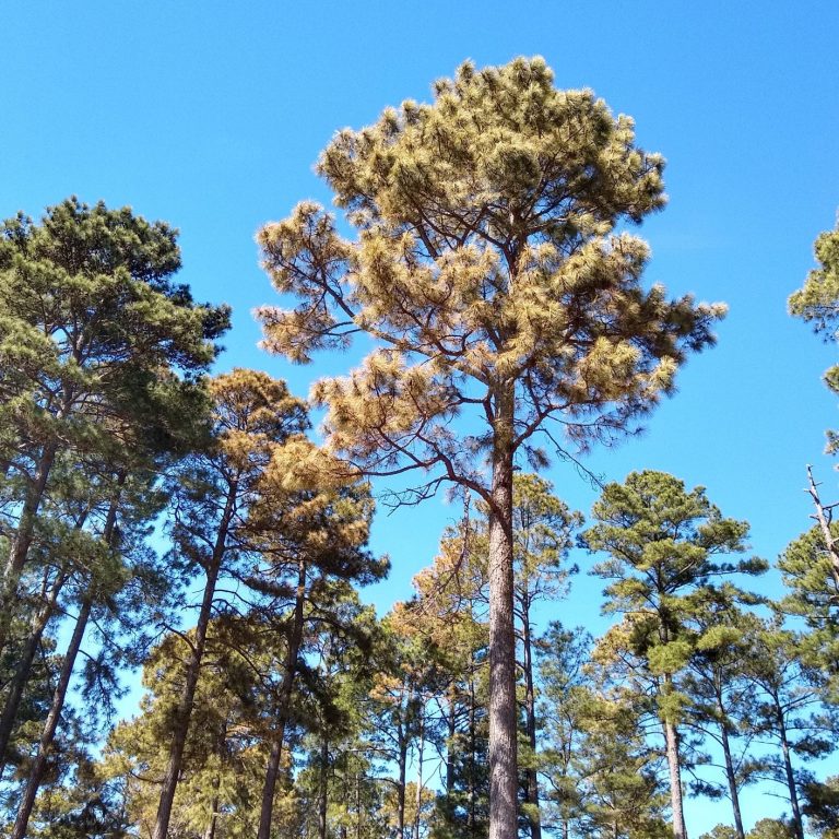 East Texas now noticing freeze damage on forest trees East Texas now noticing freeze damage on forest trees
