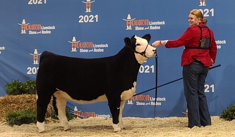 Central High Senior Hayley Eldridge Shows Heifer at the Angelina County Youth Fair