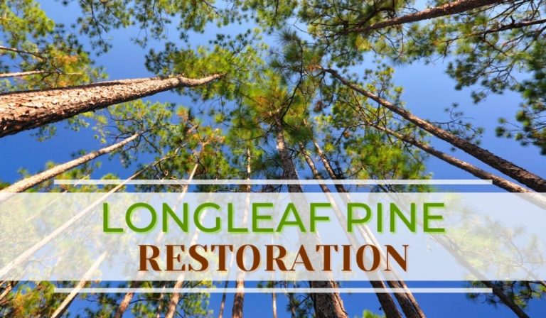 Grants Available to Landowners in East Texas to Help Restore Longleaf Pine Forests