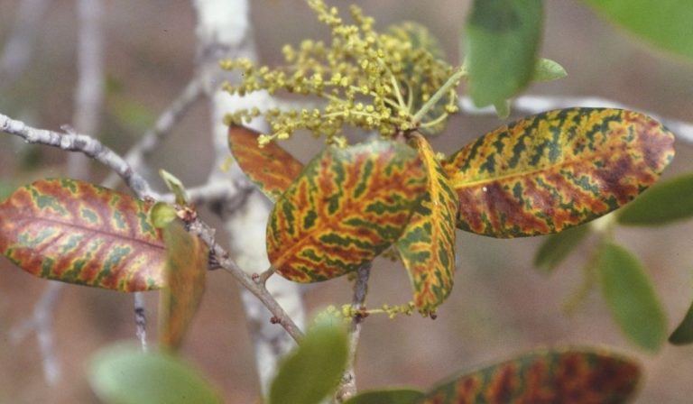 Prevent the Spread of Oak Wilt in Texas this Spring