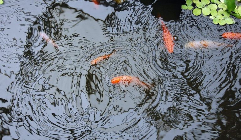 Weed-eating fish for your farm pond
