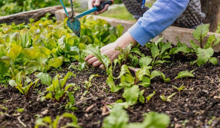 How and Why to Build a Raised Garden Bed This Season