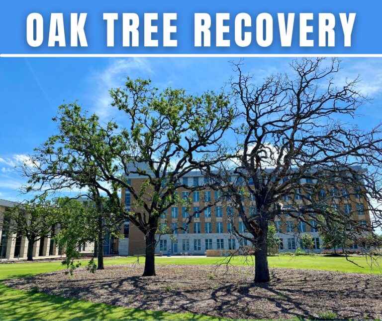 Oak Trees are Still Recovering from the Winter Storm