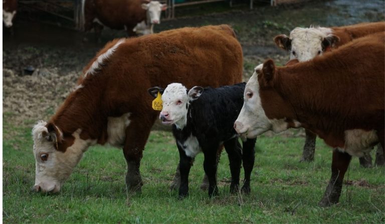 Cattle Troubles from Recent Record Rainfall