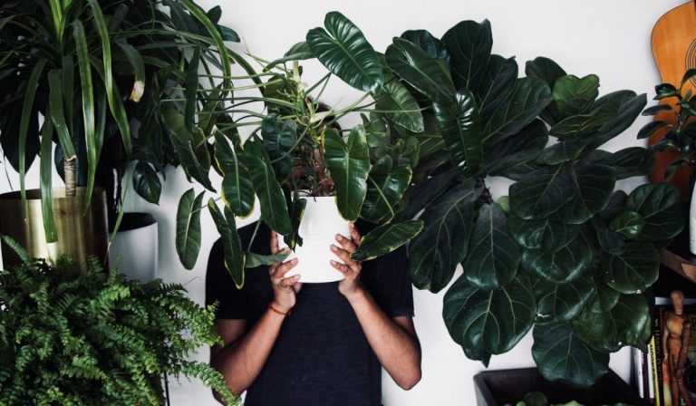 3 Ways to Protect Your Houseplants From Bugs