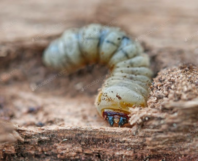 Grub worm control happens now in East Texas