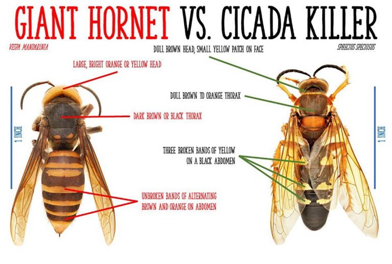Not “Murder Hornets” but Cicada Killers