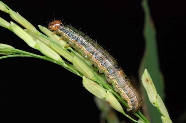 Armyworms in Lawns and Pastures