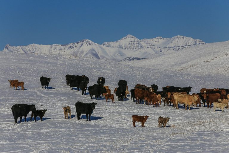Winter feeding of cattle