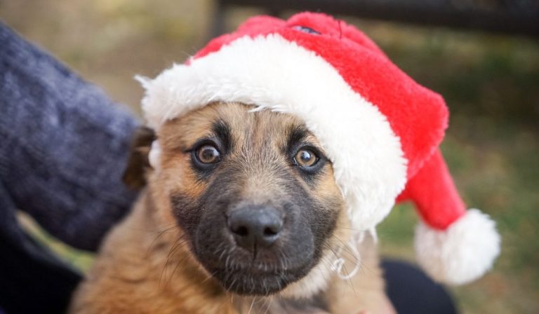 Gifting a Puppy This Holiday Season? Read These Tips First Gifting a Puppy This Holiday Season? Read These Tips First