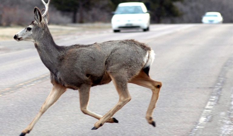 MOTORISTS SHOULD STAY ALERT AS DEER SEASON BEGINS
