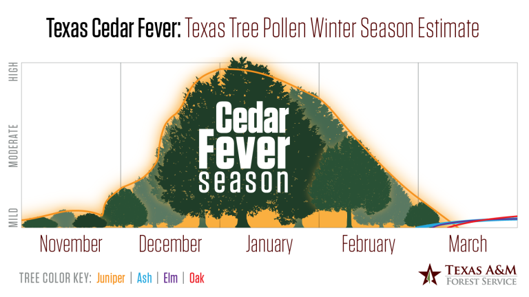 Cedar Fever Season in Texas