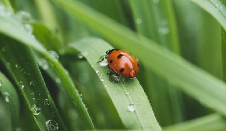 Lady Beetles Beginning to Overwinter Inside