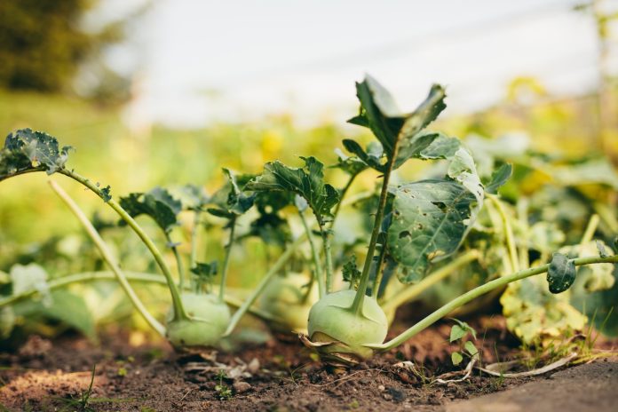kohlrabi