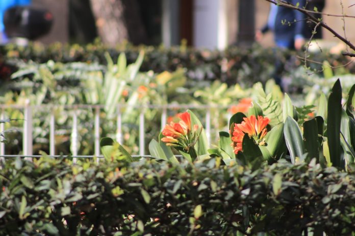 beautiful-garden2