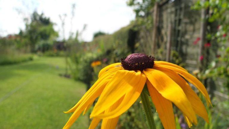 SFA Gardens to host gardening basics workshop