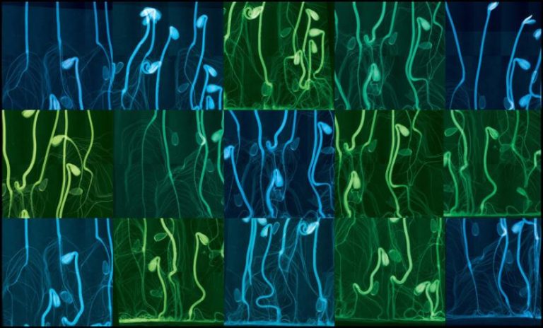 Guggenheim Fellow to share work bridging art, science in Feb. 3 lecture