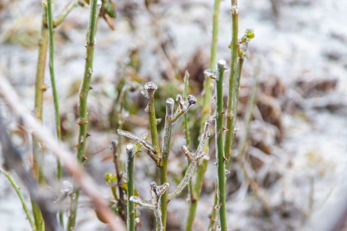 winter plants