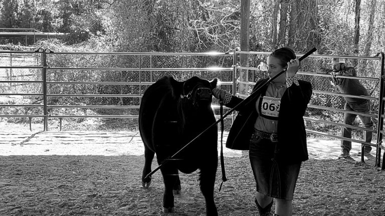 Central High School Senior Lauren Boulware Shows Heifer at the Angelina County Youth Fair
