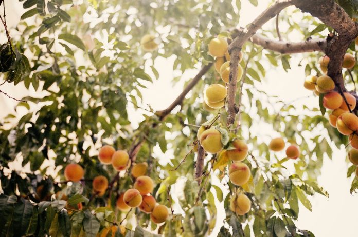 peach tree