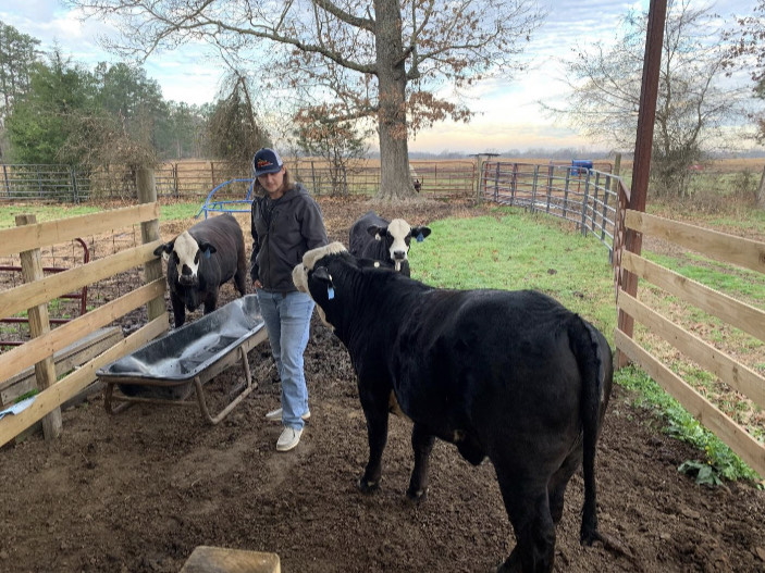 Jacob Thornton Competes in Commercial Heifer Show at the Angelina County Fair 