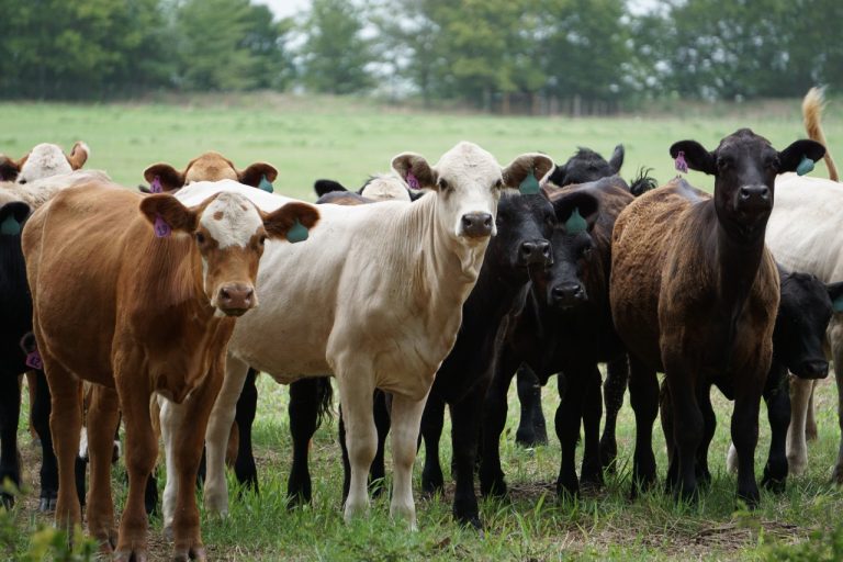 Cattle Health and Profitability: Upcoming Seminar