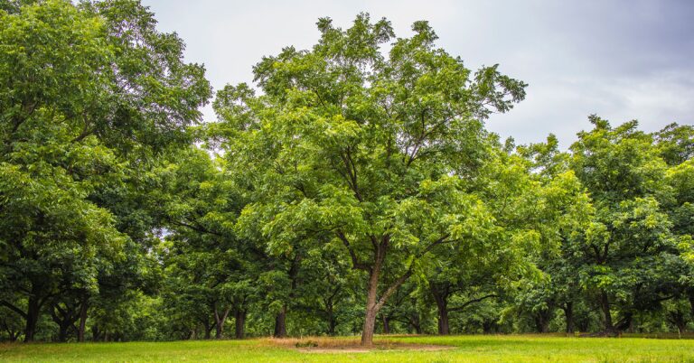 Pecan Galls: Lifecycle and Treatment