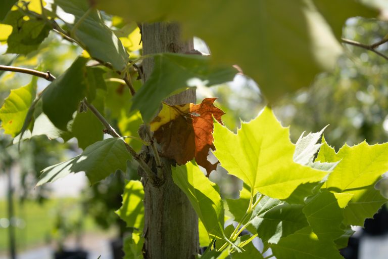 Places to See, Places to Go