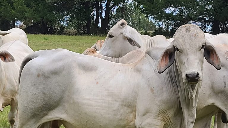 Strategies for winter forages amidst the current drought