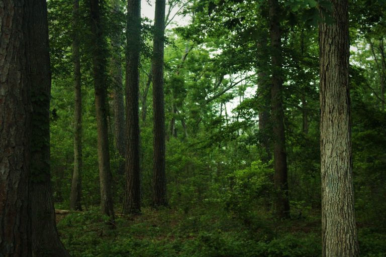 Bark Lice Infecting Trees