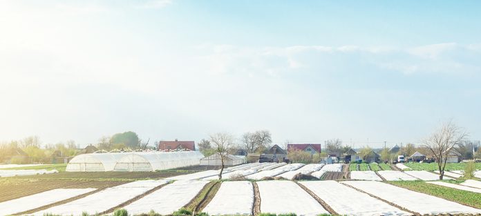 soil solarization