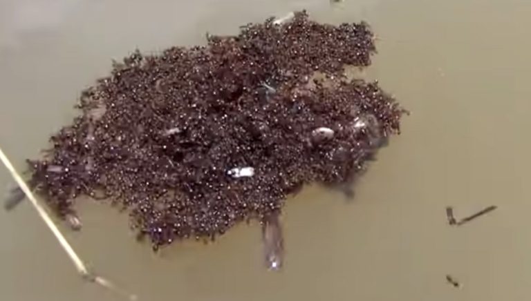 Managing Fire Ants Managing Fire Ants