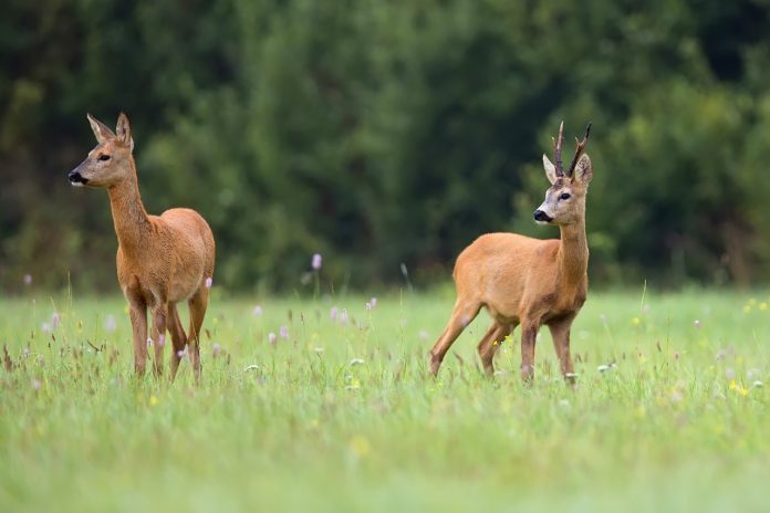roe-deer-with-buck-deer-in-a-clearing-2022-02-01-23-43-35-utc(1)