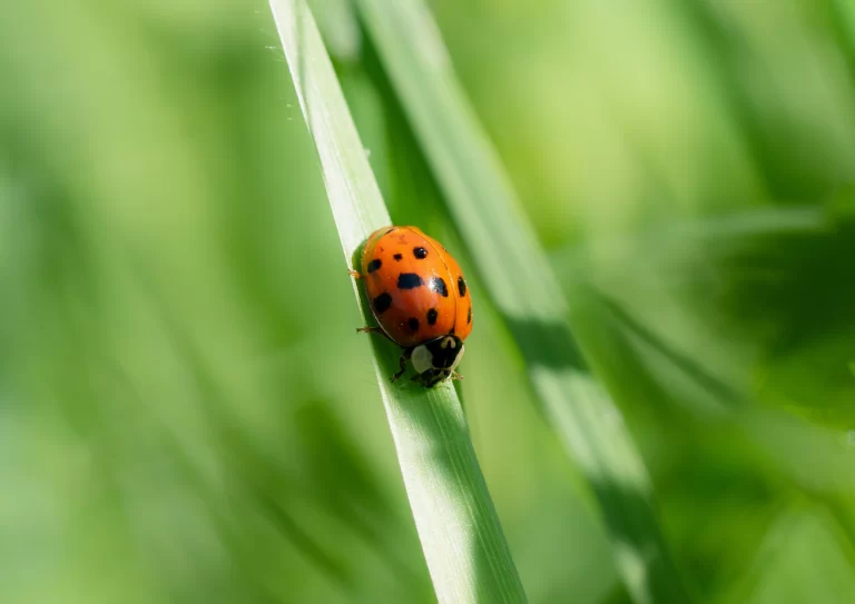 Dealing with Invasive Asian Lady Beetles