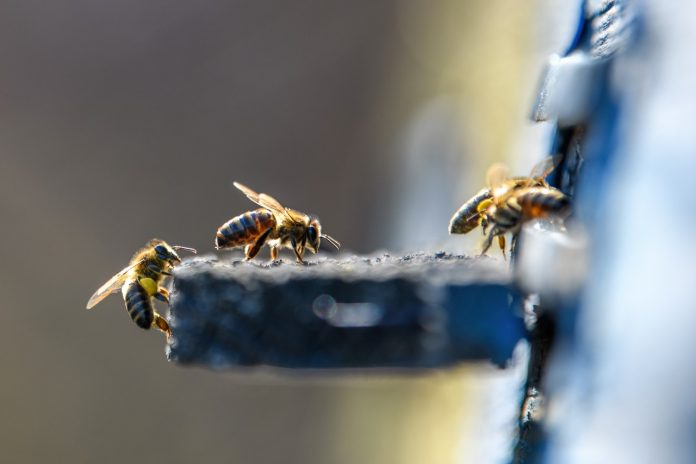beeeee