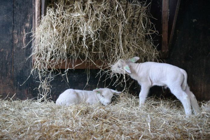 lamb_county fair 2023