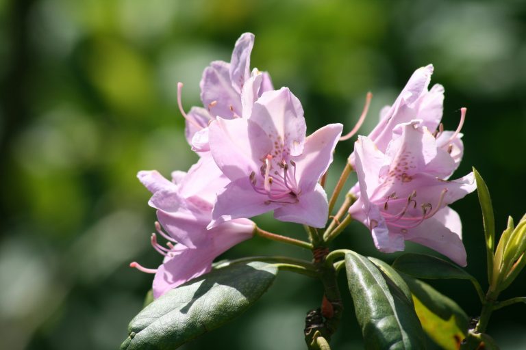 Jasper’s Annual Azalea Festival is Almost in Bloom