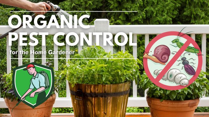ORGANIC FERTILIZER (1)