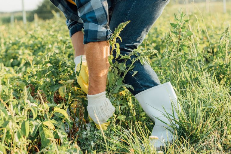 Managing Weeds in Your Lawn