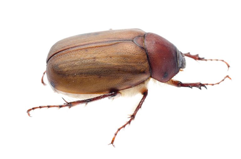 June Bugs Are More Than a Flying Nuisance