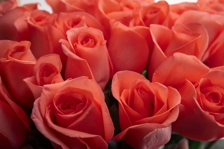 America’s Rose Garden to Host National Rose Show