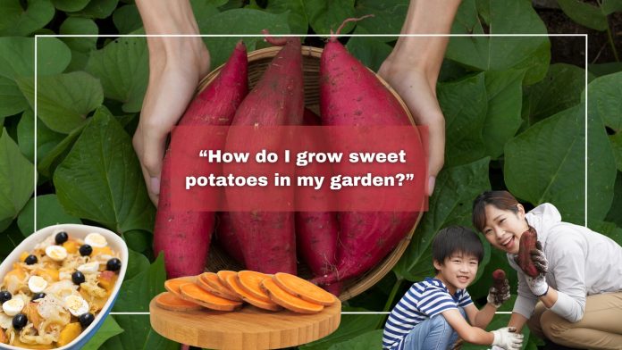 “How do I grow sweet potatoes in my garden” (4)
