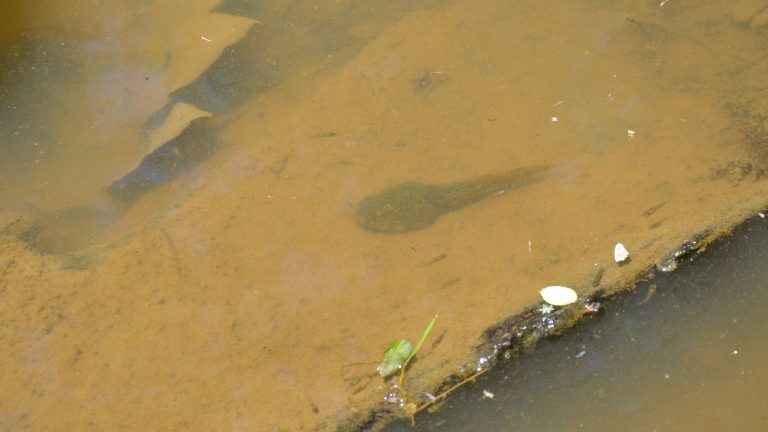 Clearing Up Muddy Pond Water