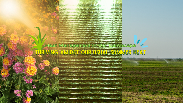 Heat Management in Our Landscape: Thriving Amidst Our Usual Summer Heat
