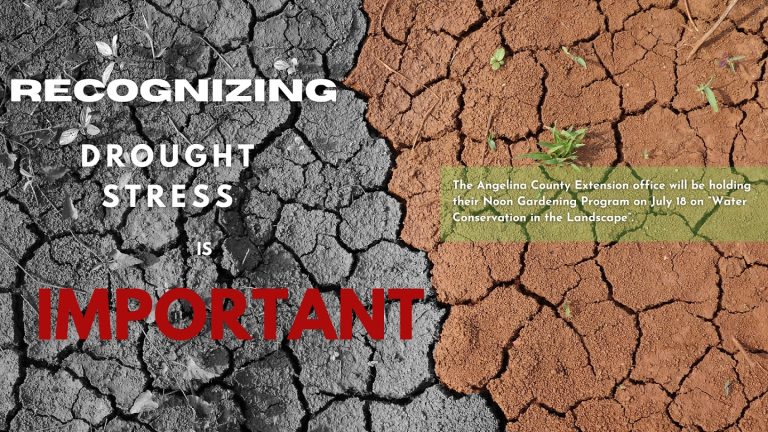 Avoiding Plant Stress from Hot and Dry Conditions