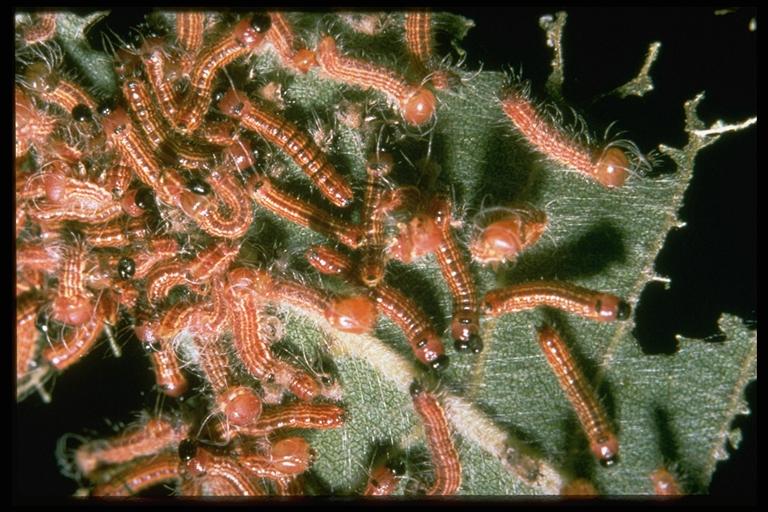 Caterpillar Sightings on Pecan Trees