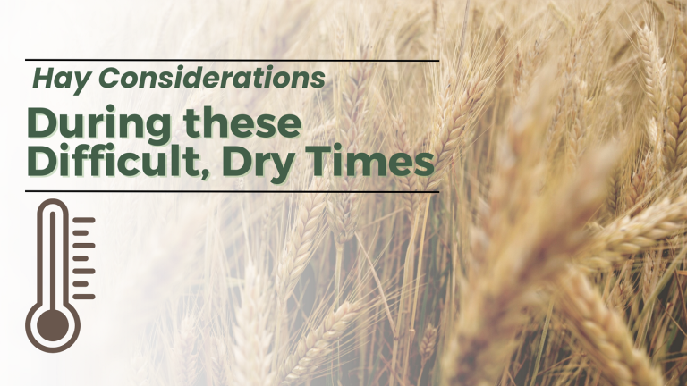 Hay Considerations During These Difficult, Dry Times