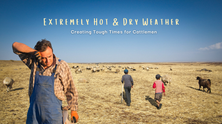 Extremely Hot & Dry Weather Creating Tough Times for Cattlemen