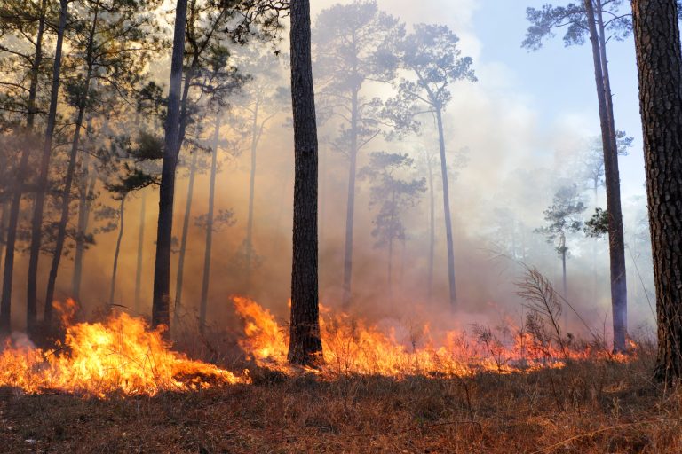 Funding Opportunities for Prescribed Burning Available to Texas Landowners